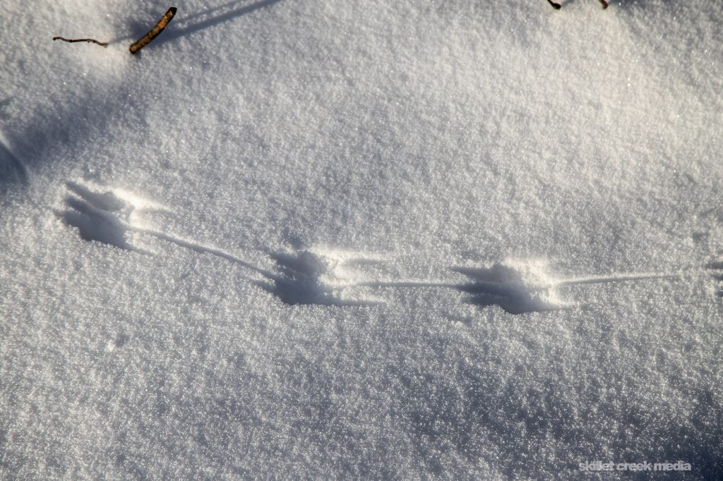 animal tracks in the snow