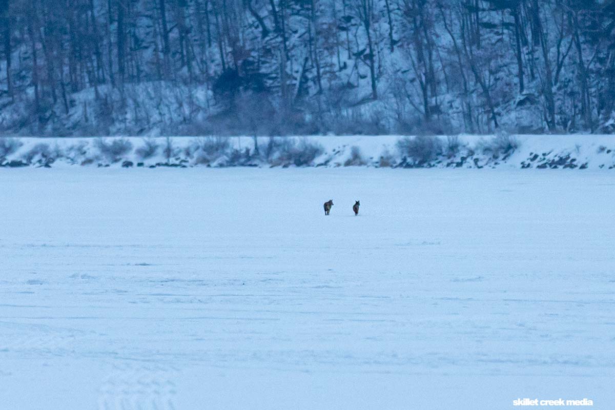 Coyotes on Devil's Lake
