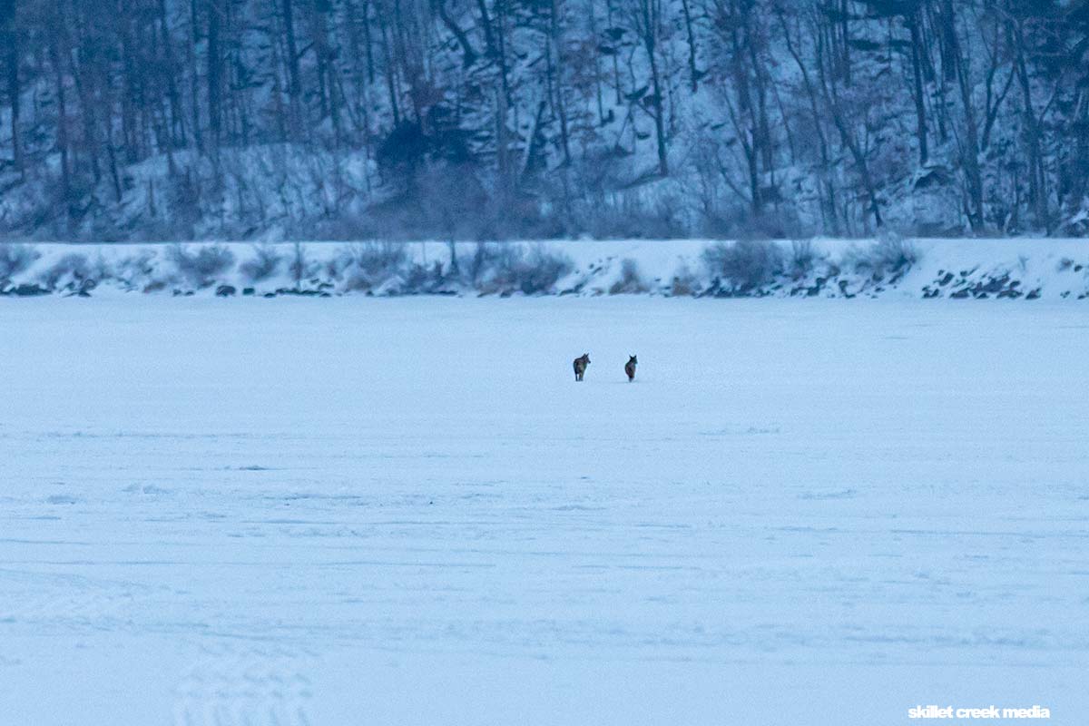 Coyote Love Is In The Air