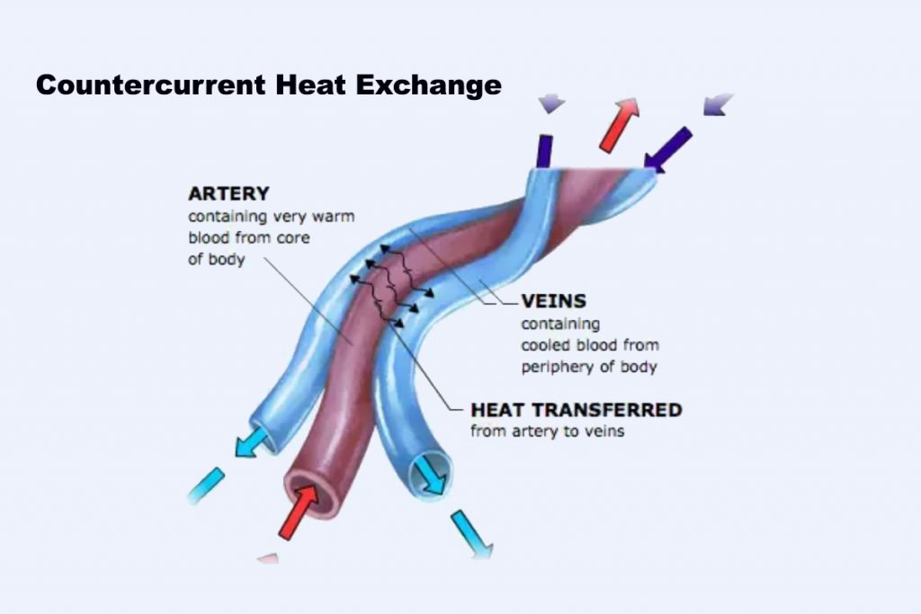 Countercurrent heat exchange diagram