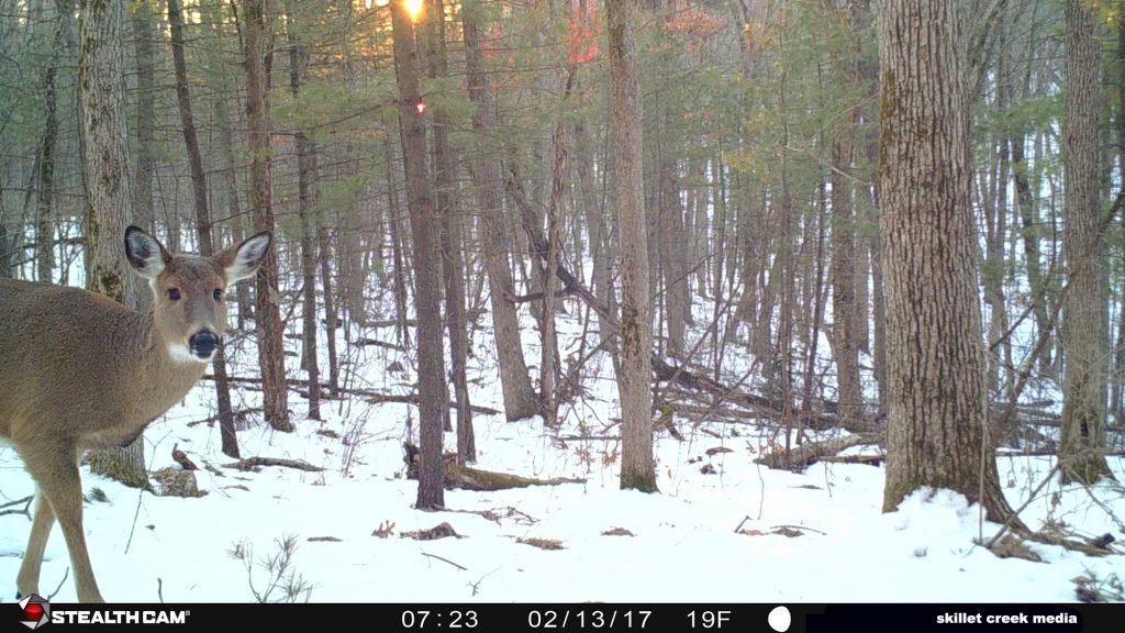 Deer on Devil's Lake Critter Cam