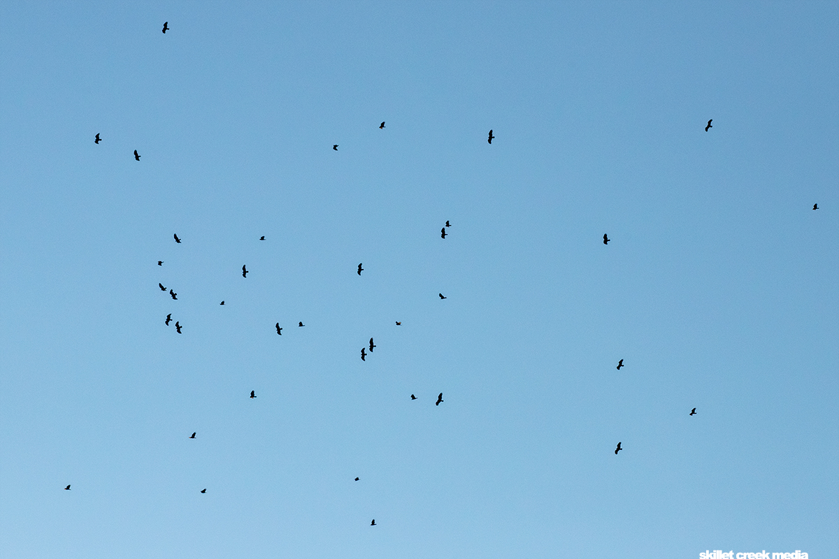 Turkey Vultures at Devil's Lake