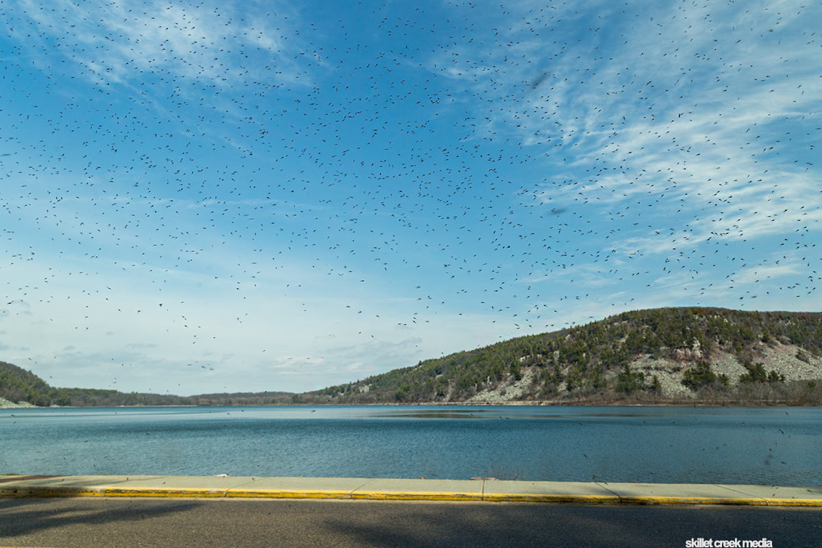 Lake Flies