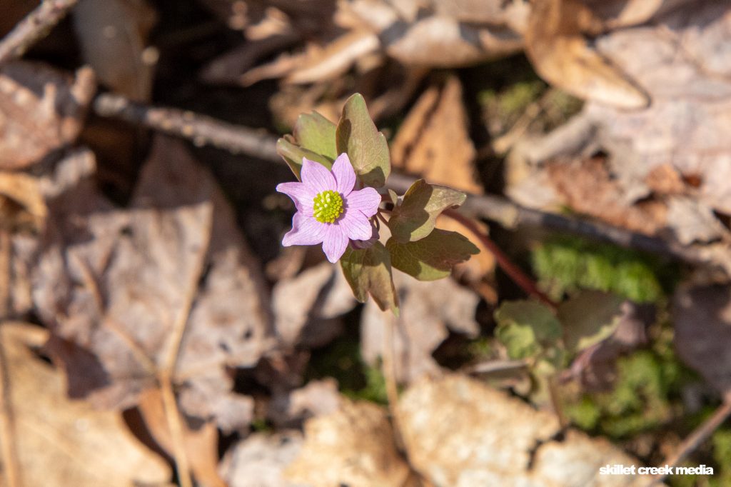 Rue Anemone