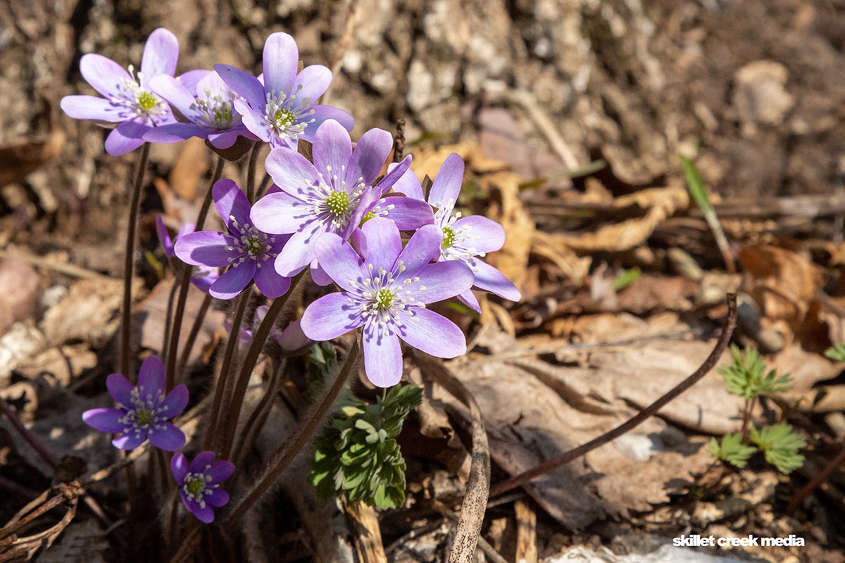 Hepatica Flowers