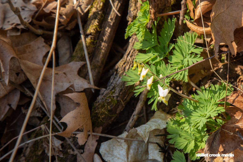 Dutchman's Breeches