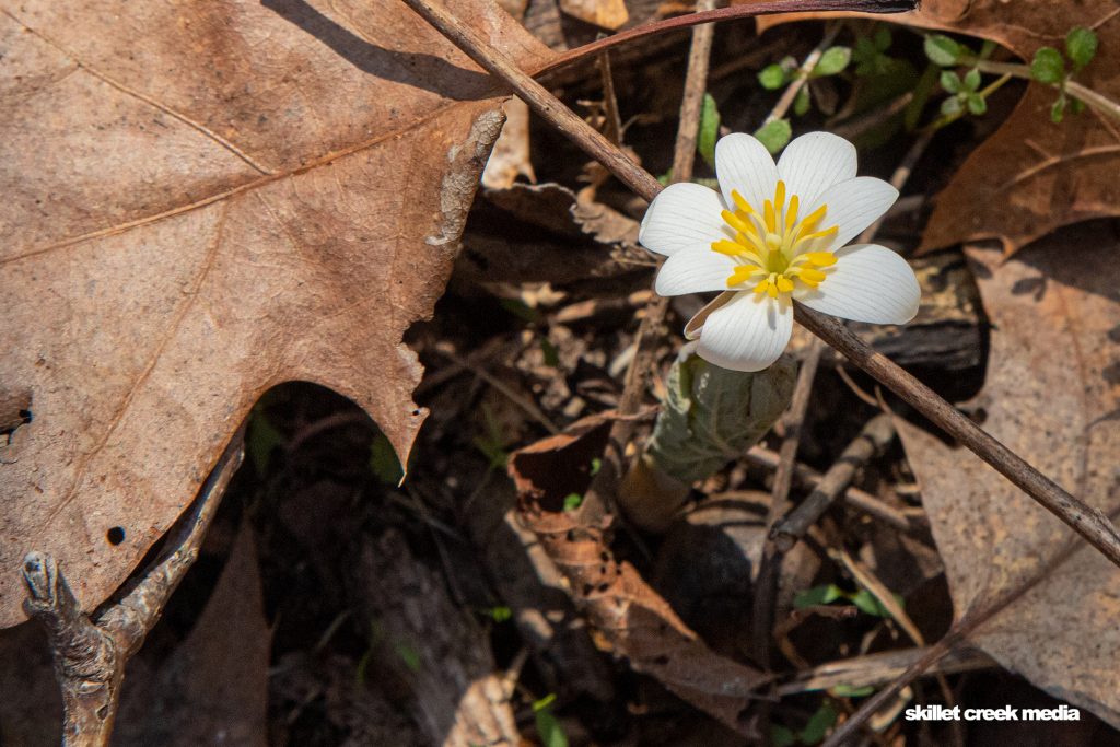 Blood Root