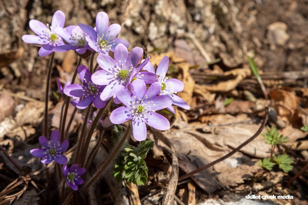 Hepatica