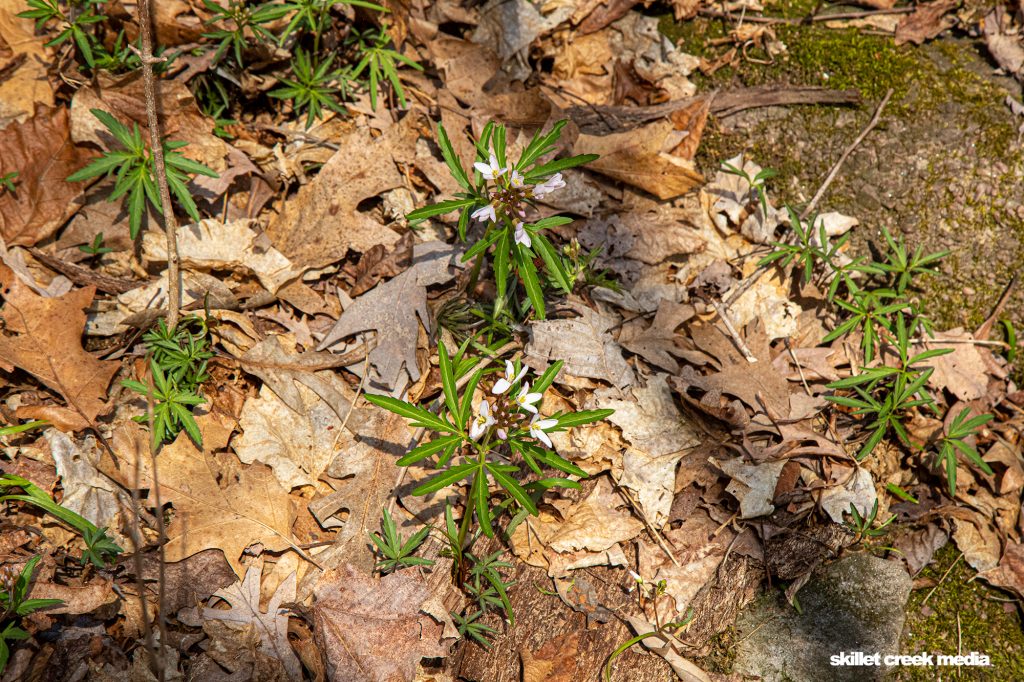 Cutleaf Toothwort