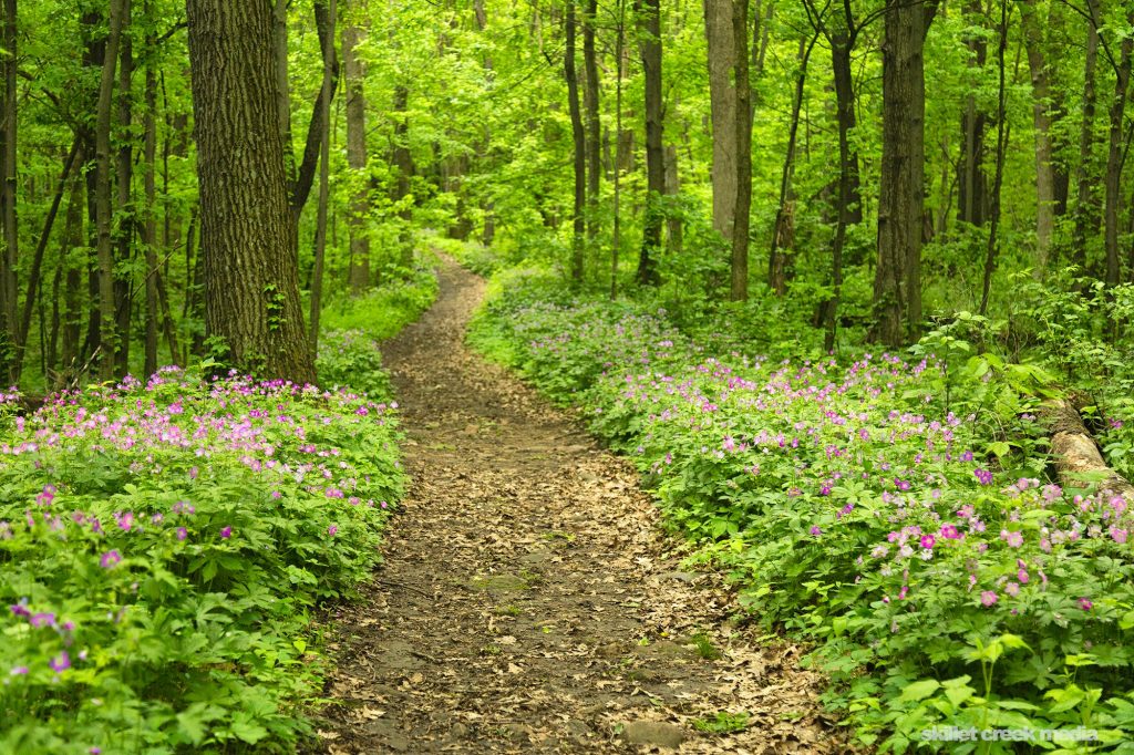 The Uplands Trail wandering through a mature forest.