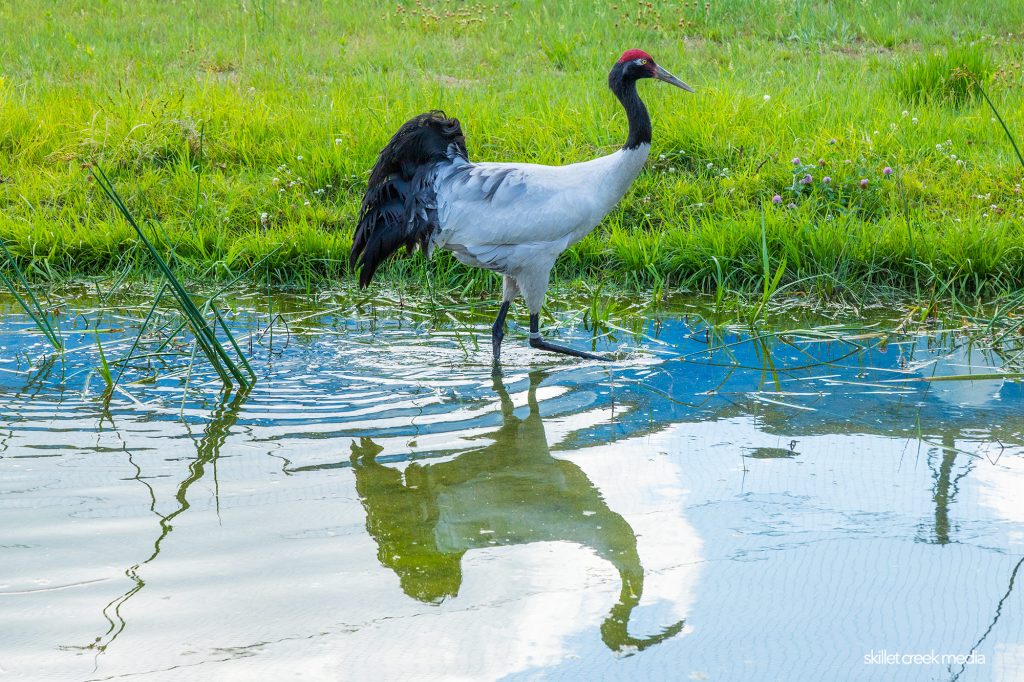 Crane at the International Crane Foundation