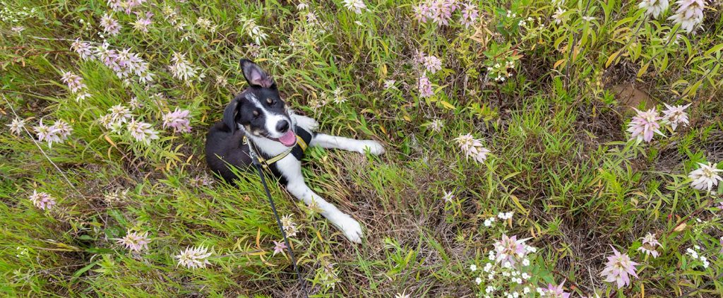 Mora the border collie puppy