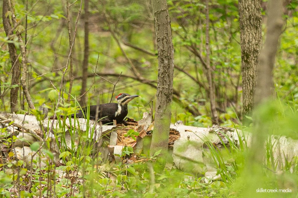 Pileated Woodpecker