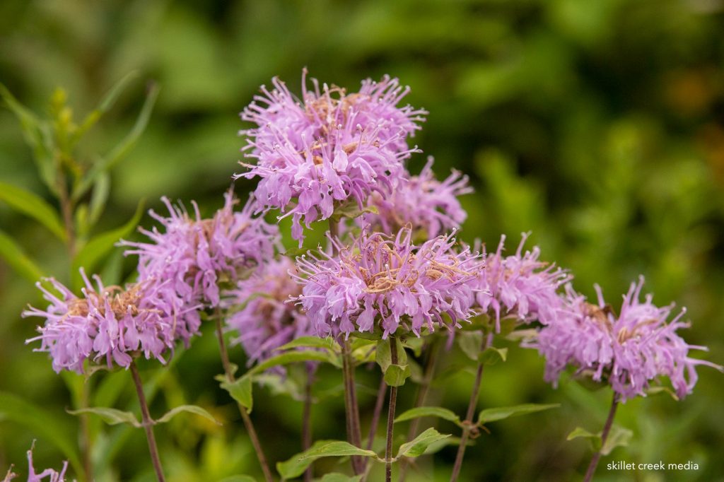 Wild bergamot