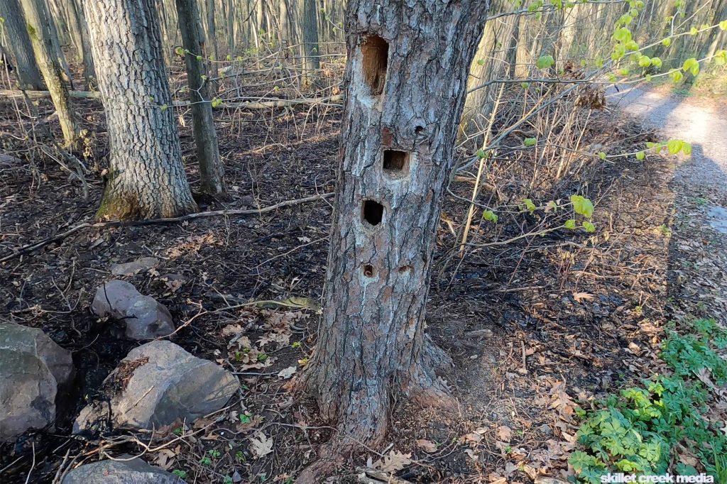 Rectangular-shaped holes created by Pileated Woodpeckers.
