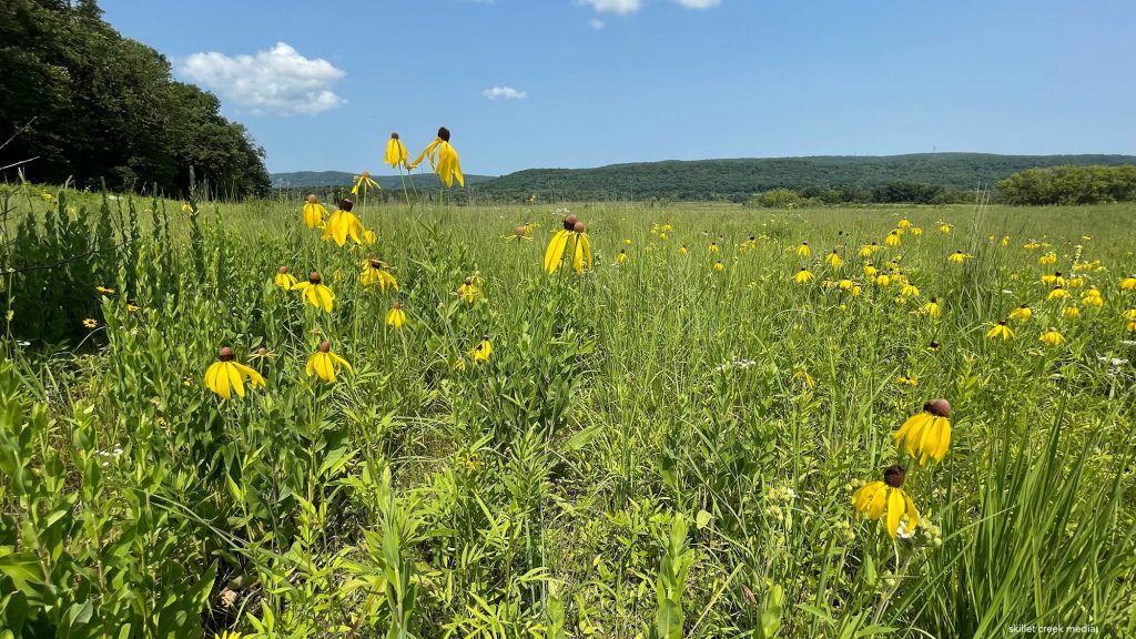 Flowers along the Ice Age Trail.