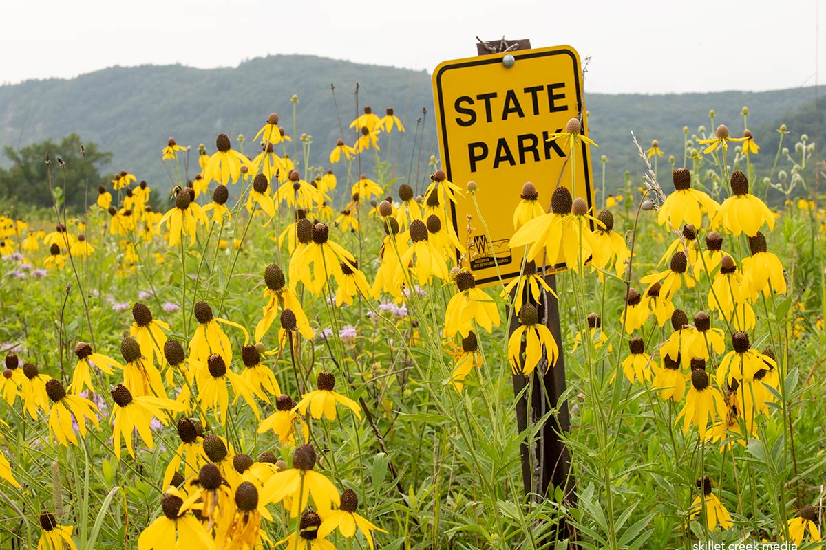 Flowers on Roznos Meadow