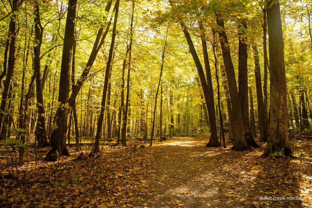 East Bluff Woods Trail - Devil's Lake State Park