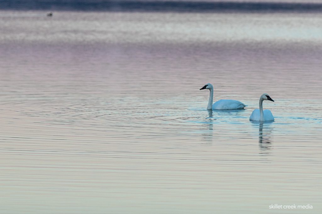 Trumpeter Swans on the South Shore of Devil's Lake.