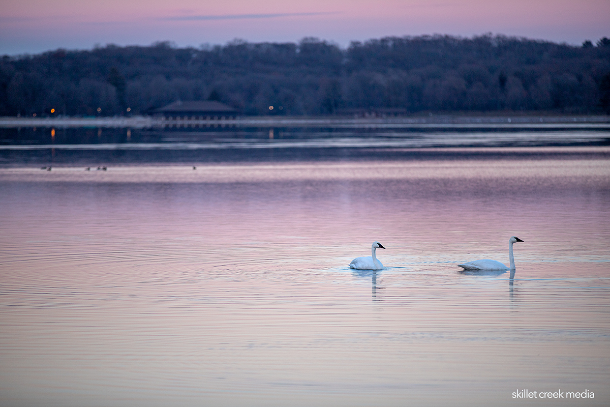 Trumpeter Swans at Devil's Lake State Park