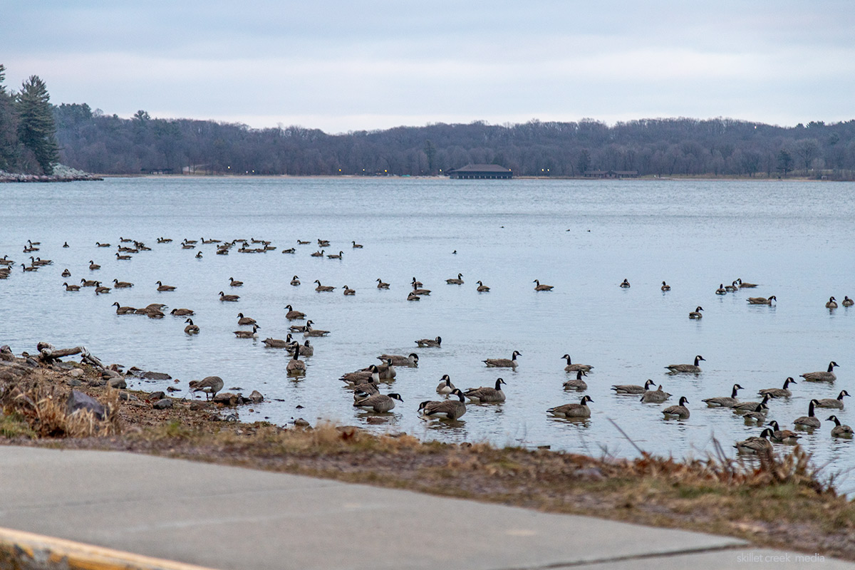 Geese on South Shore