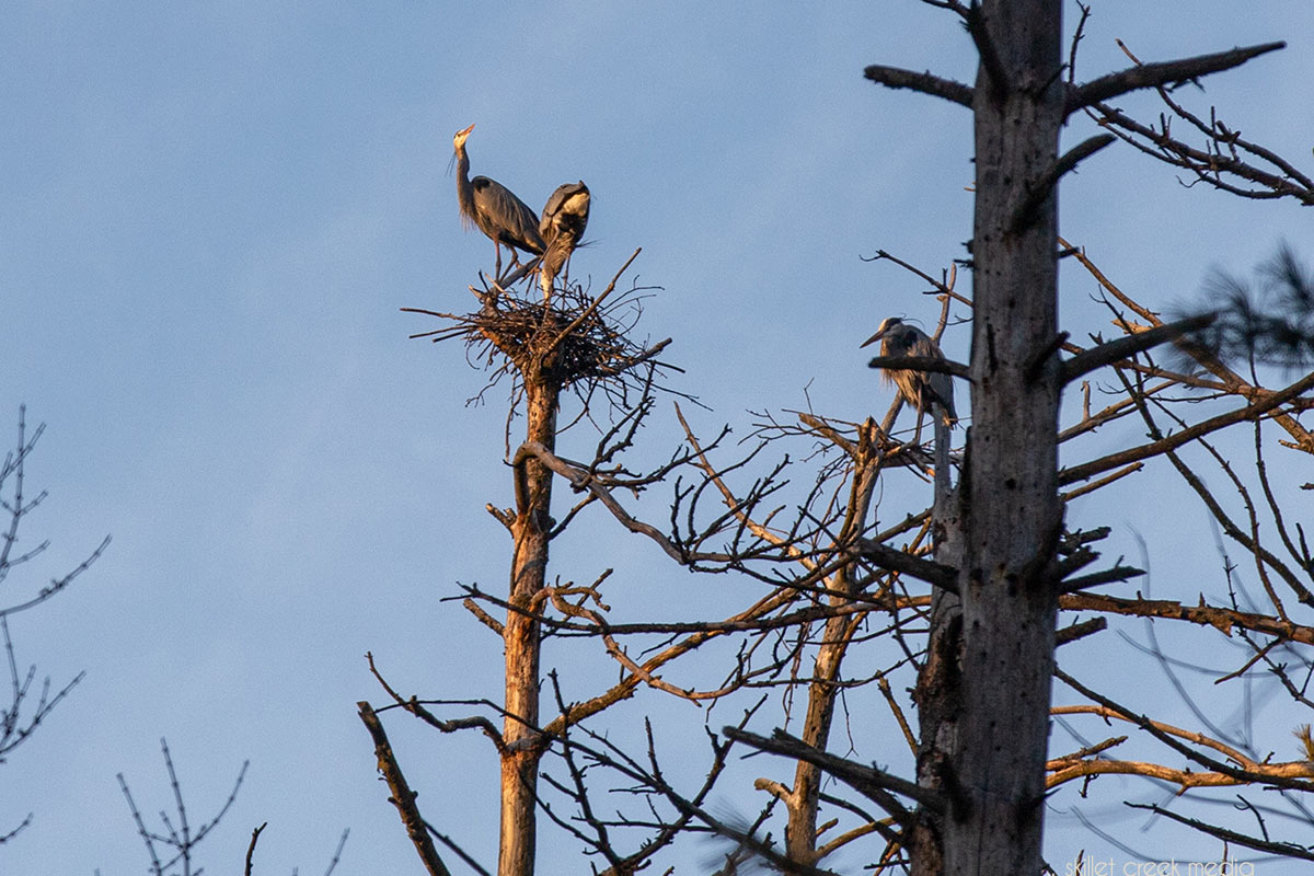 Great Blue Heron 2020