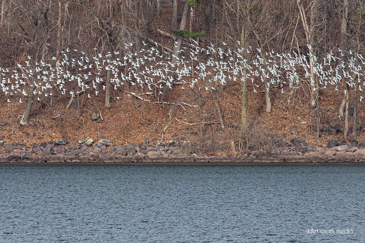 Bonaparte's Gulls at Devil's Lake State Park
