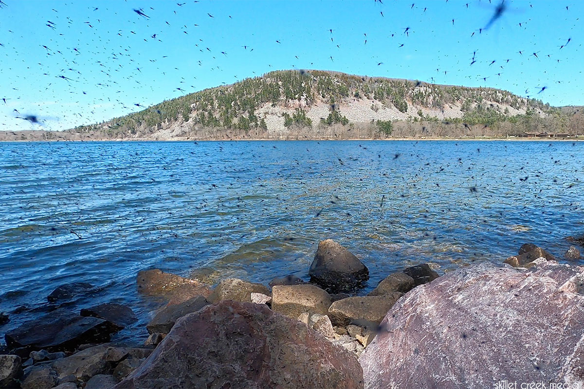 Lake Flies!