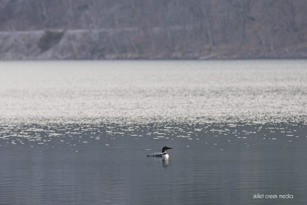 Loon on Devil's Lake. April 12, 2020