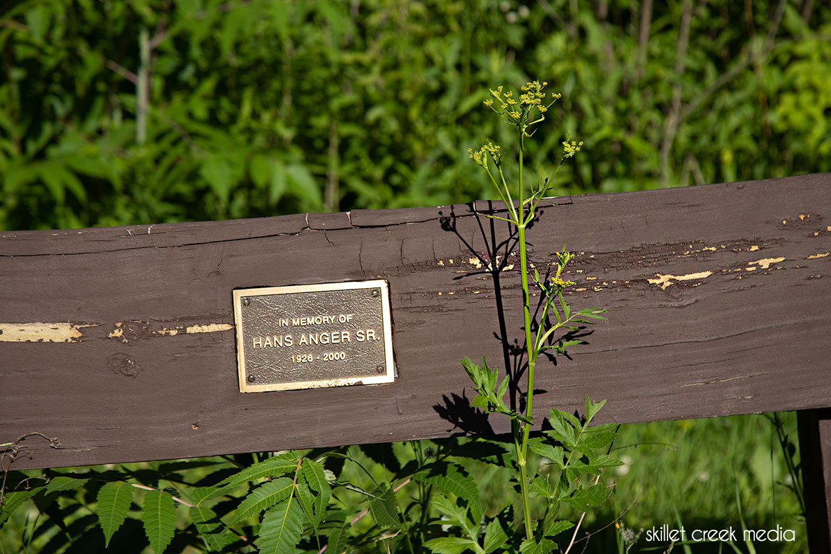 Wild Parsnip