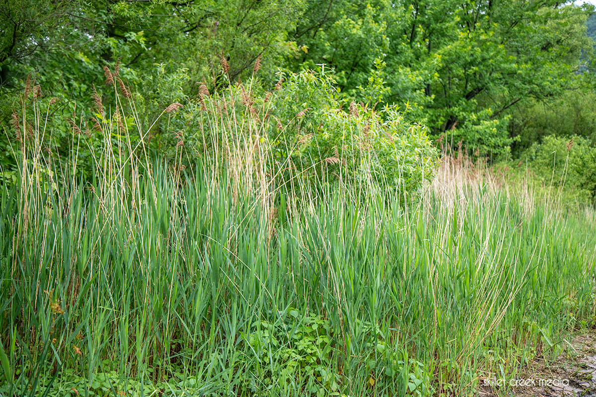 Phragmites at Devil's Lake State Park