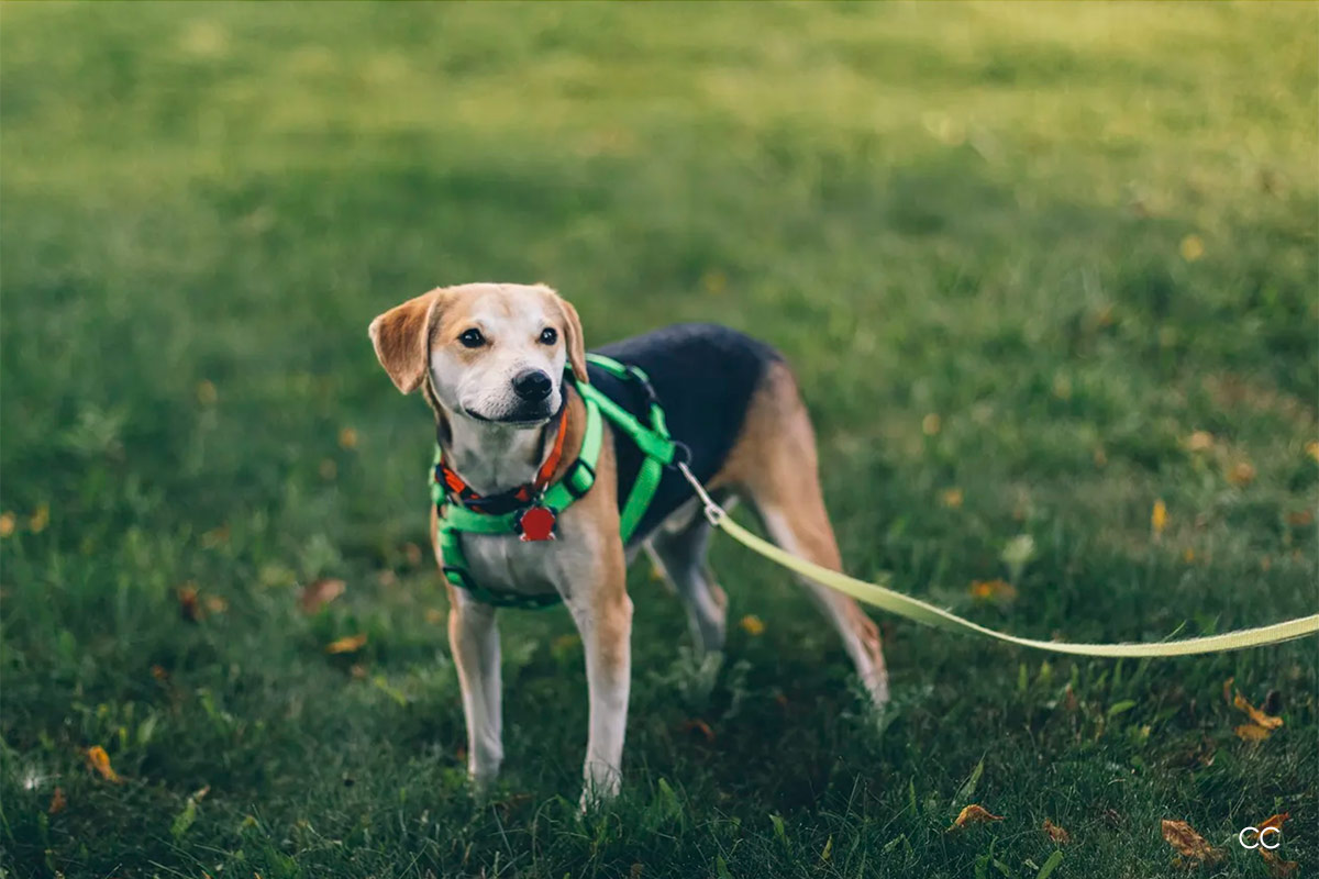 Leash Your Dog