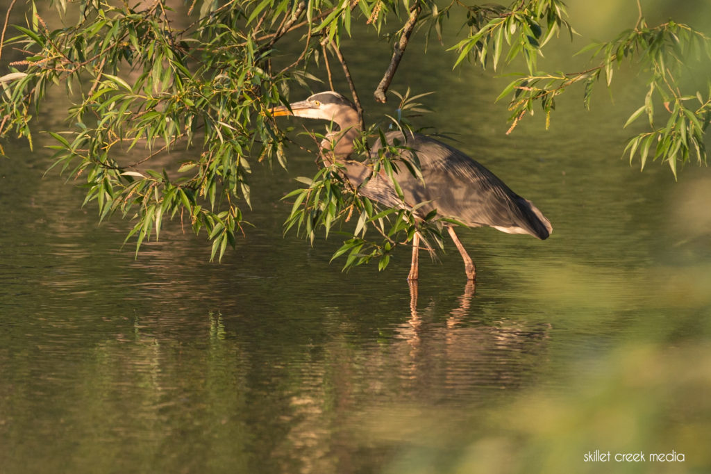 Great Blue Heron Devil's Lake