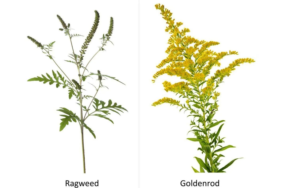 ragweed vs goldenrod