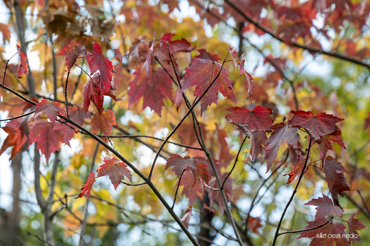 Fall Colors?