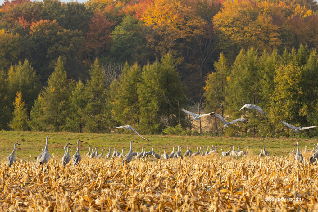 Sandhill Cranes North-East of Baraboo