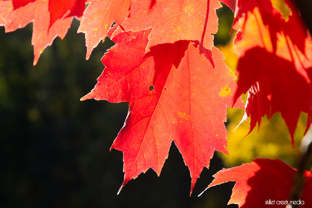 Fall Colors, Red Leaves