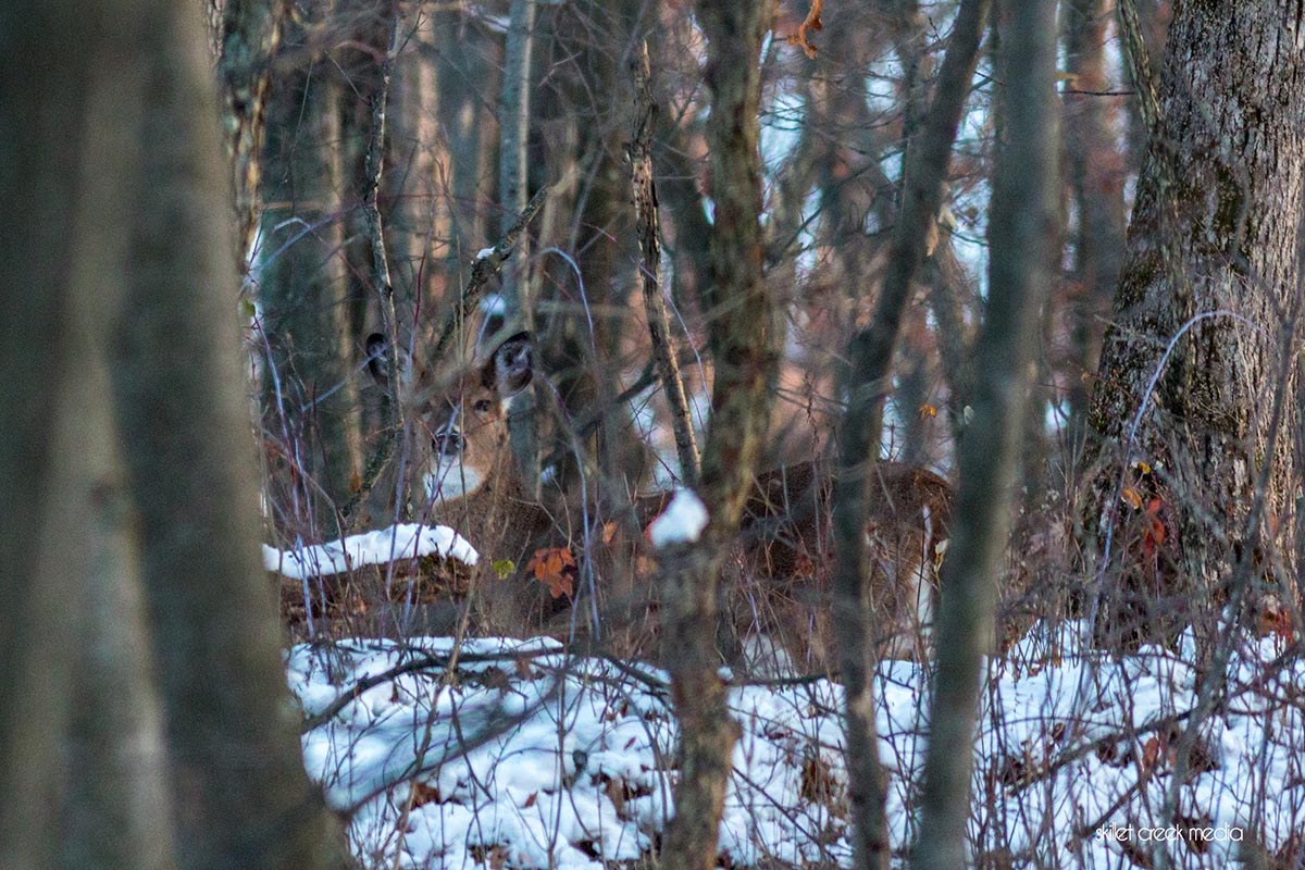 deer forest