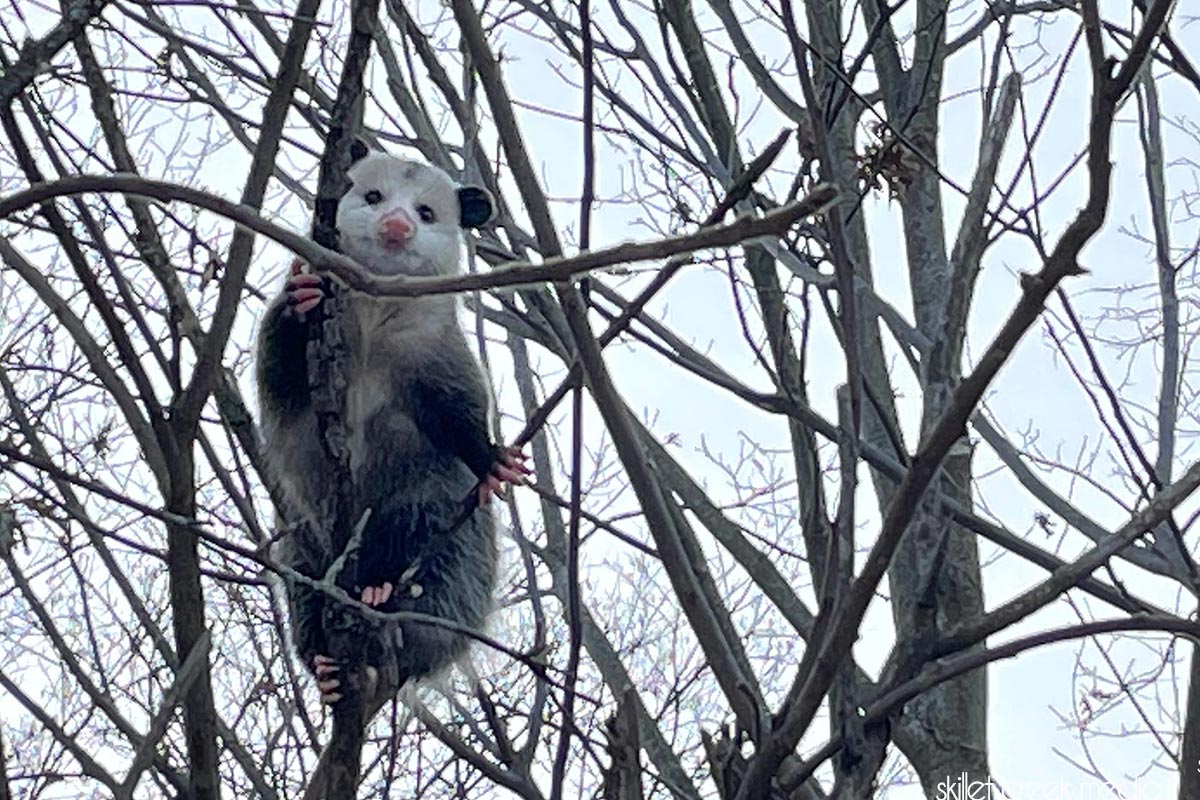 Opossum Devil's Lake State Park