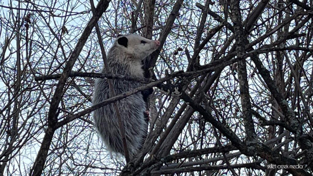 Opossum at Devil's Lake State Park