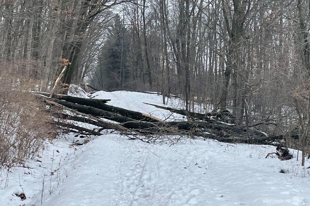 Tree down on Steinke Basin