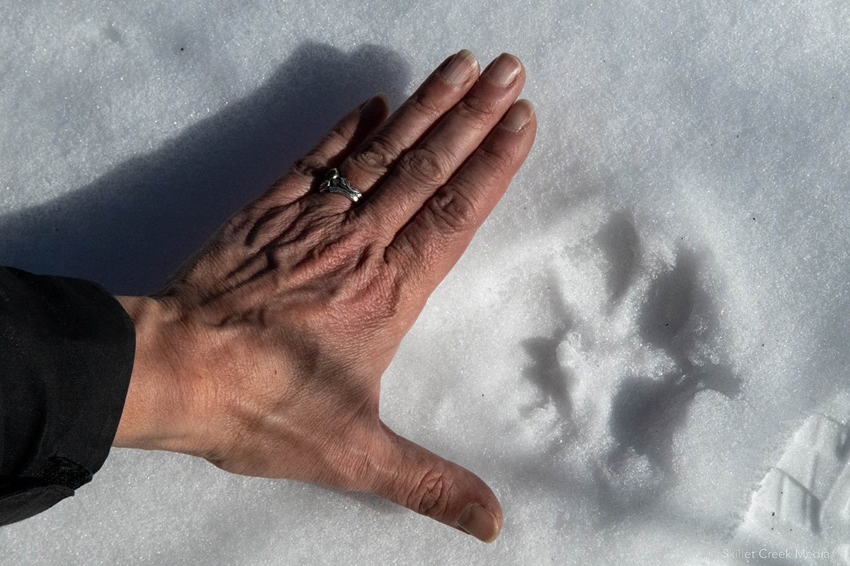 Coyote, Wolf, Dog Print in the snow.