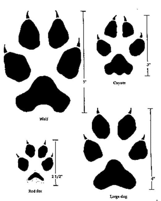 Canine Tracks Chart