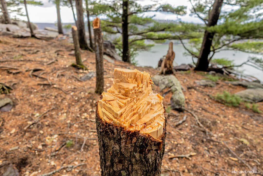 Tree Damage Devil's Lake State Park.