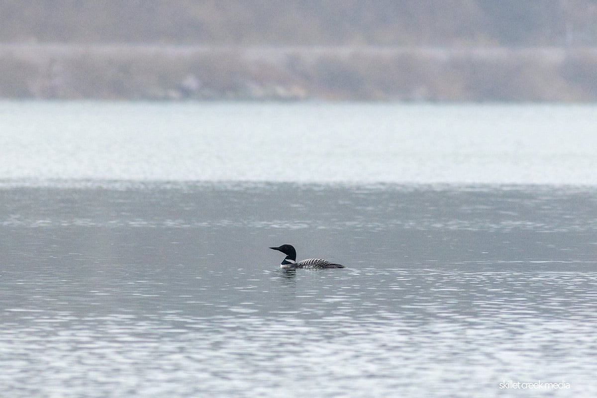 Common Loon on Devil's Lake.