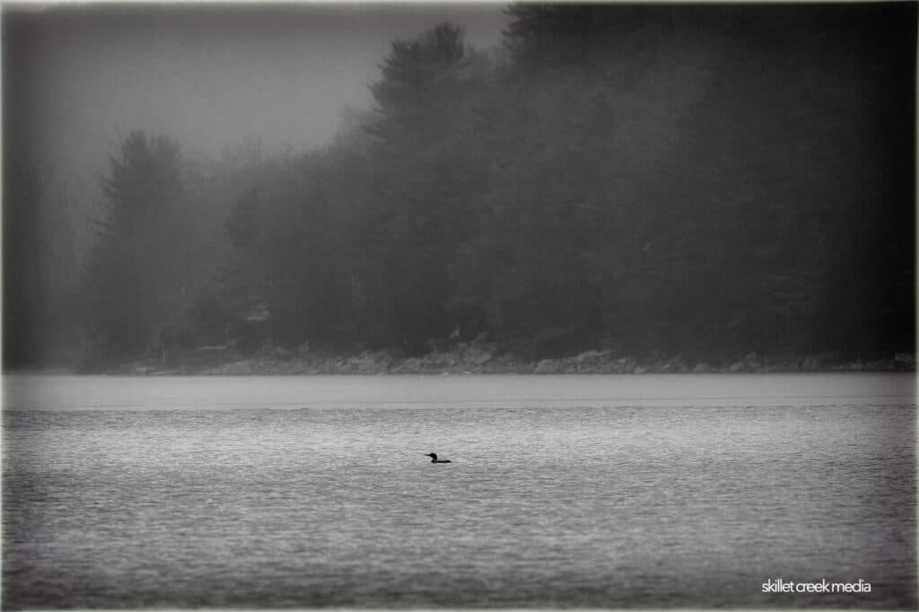 Loon on Devil's Lake. April 4, 2023