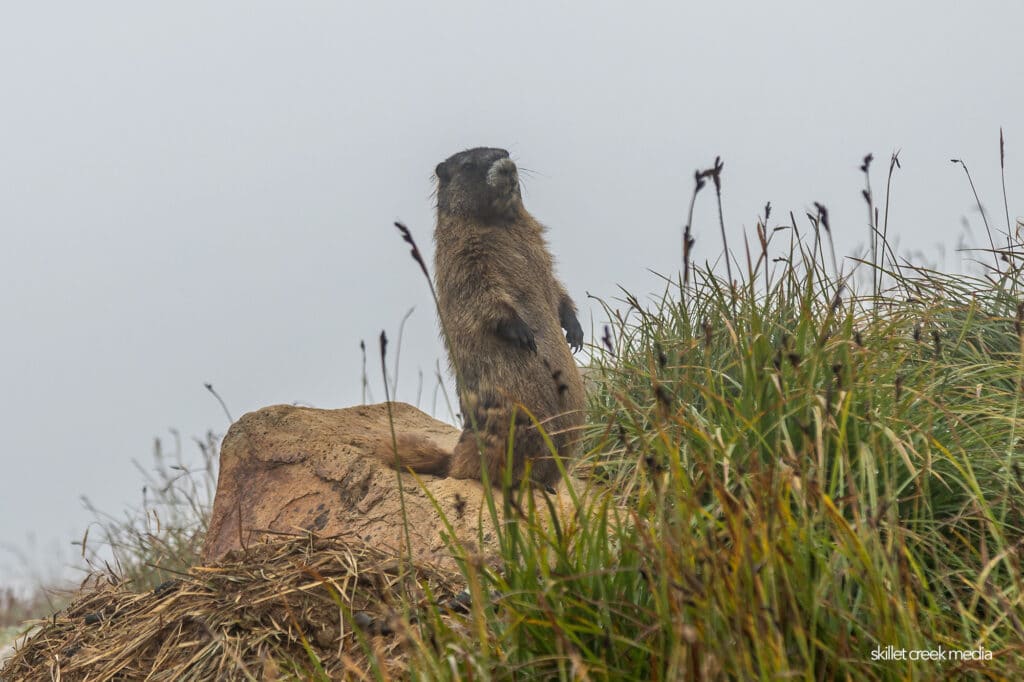 Marmot at Mount Rainier National Park