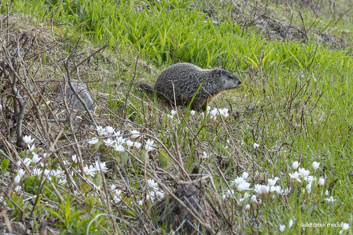 Devil's Lake Groundhog