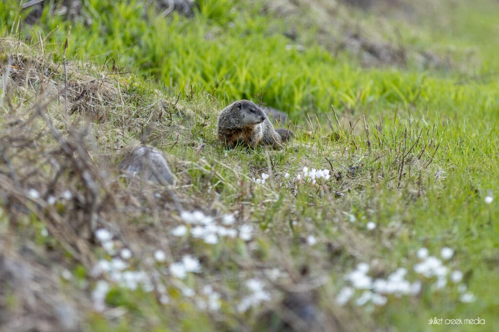 Groundhog along South Shore Road, April 27, 2023.