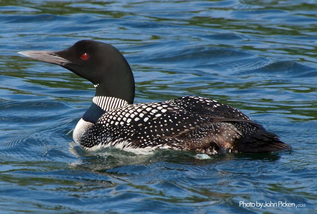 Common Loon, Wisconsin. Photo by John Picken from Chicago, USA. Used under CC 2.0. 